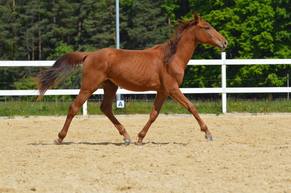 Sportovní klisna KWPN s TOP původem