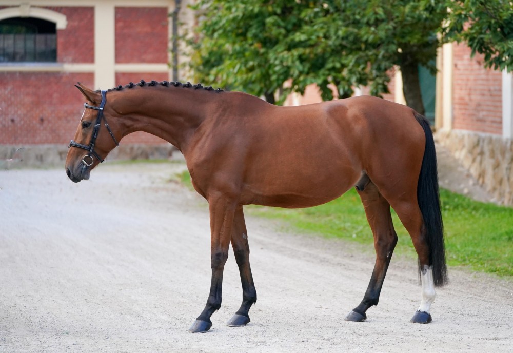 Sympatický všestranný valach