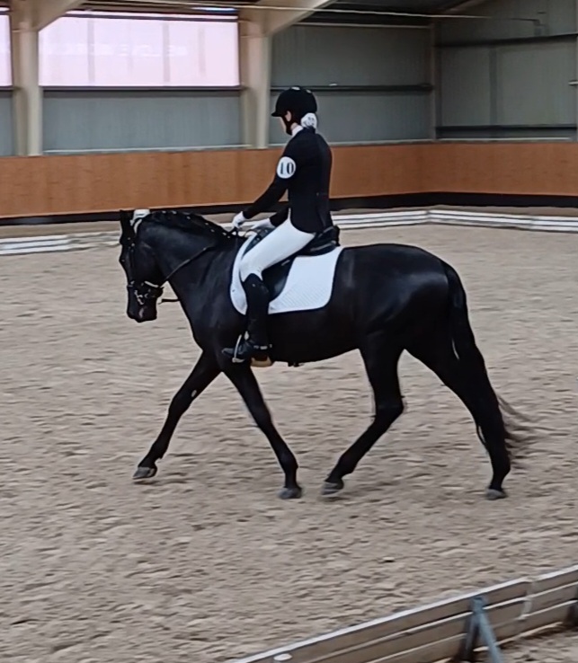 Drezurní přiježďování podle Nuno Oliveira