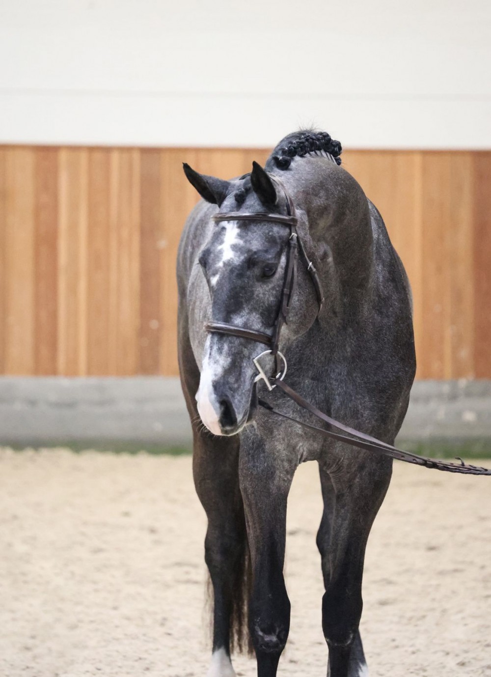 Plemenný žrebec CORNET AIR - KL (Cornet’s Quaprice x Con Air)