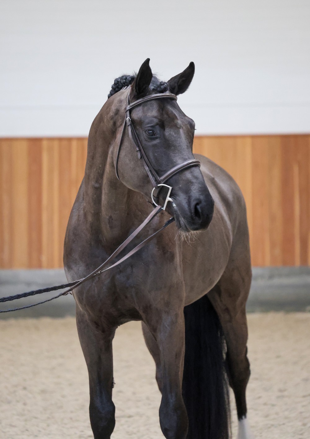 Plemenný žrebec VIAREGGIO VAN DE STOKKEN (Pegase van’t Ruytershof x Kannan)