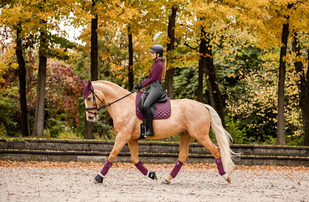 Nabízím tréninky jezdců a koní (práce ze země, reobsedání, obsedání, přiježďování, drezura...)