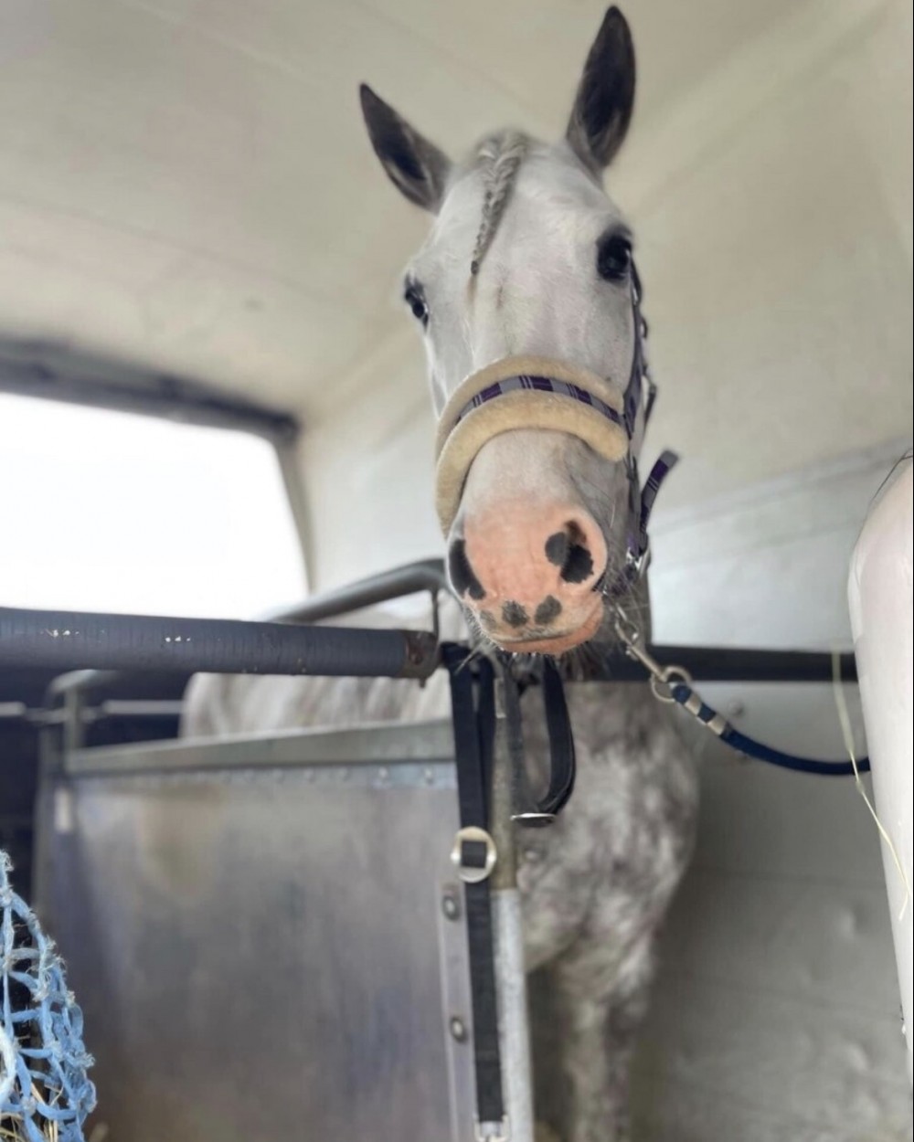 Certifikovaná přeprava zvířat - koně/hospodářská zvířata