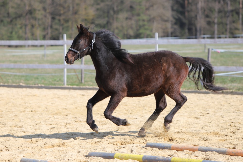 Milionový valášek oldenburg