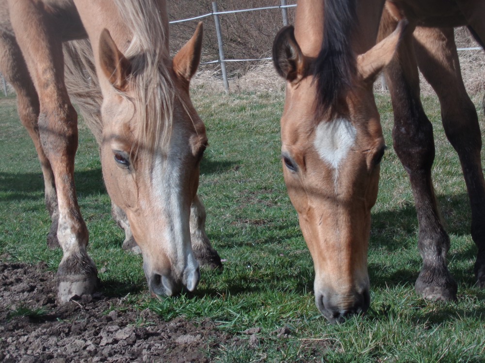 Malá rodinná stáj hledá parťáka do kolektivu
