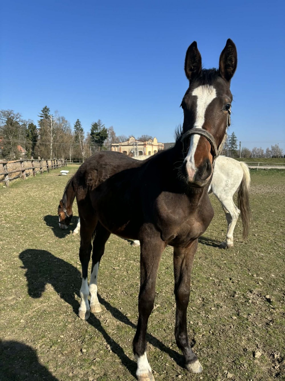 Prémiový hřebeček