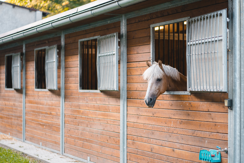 Ošetřovatel/ka v jezdecké stáji Kladno