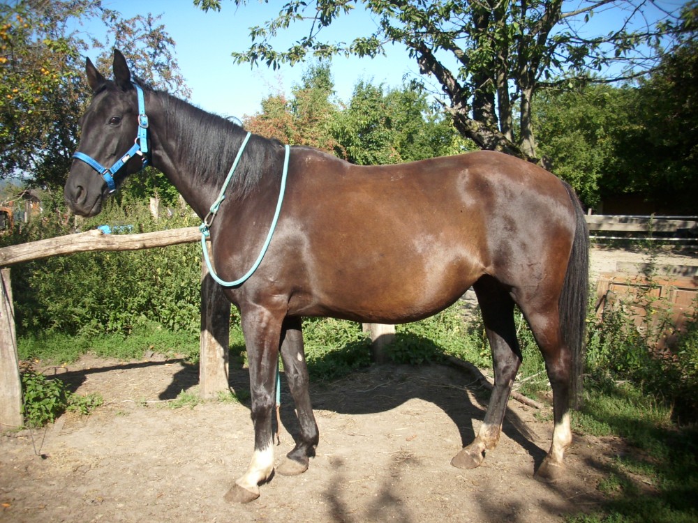 Kvalitní charakterní kobylka s PP