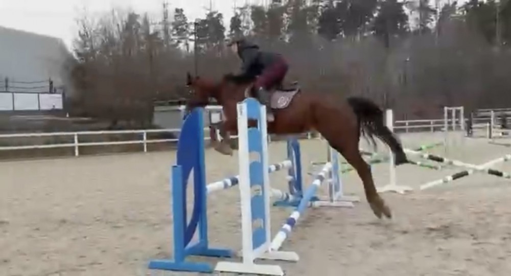 Mladá perspektivní klisna