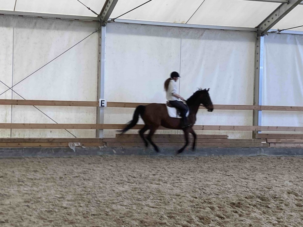 Kobyla ČT do chovu a k rekreaci