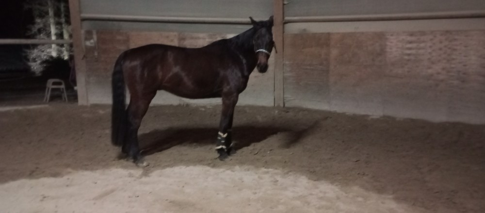 Holandský teplokrevník 