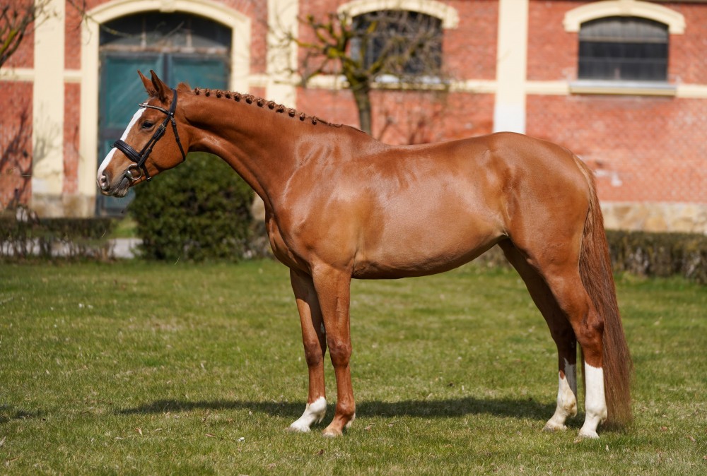 Klisna do parkuru, Conquistador x Baloubet du Rouet