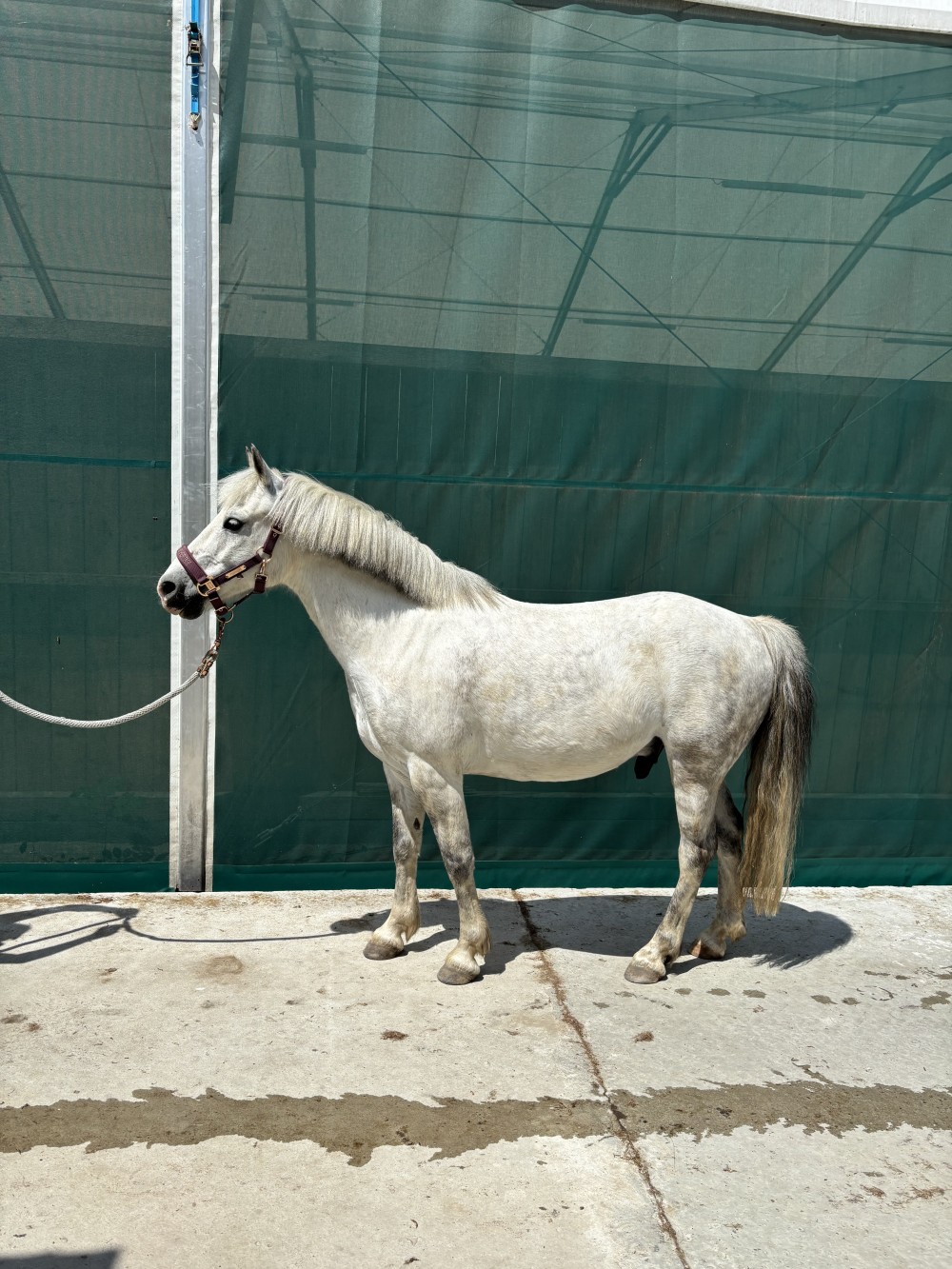 Prodej- pony A 