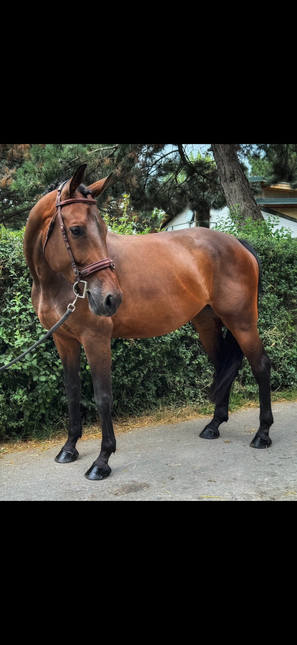 Prodám klisnu po Arezzo VDL