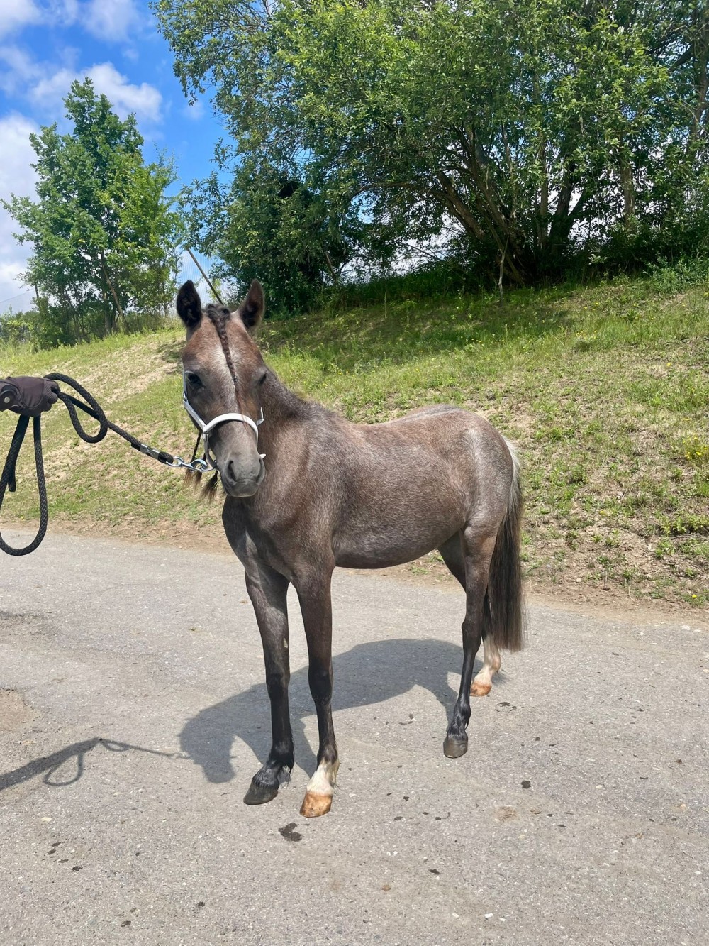 Pony klisna