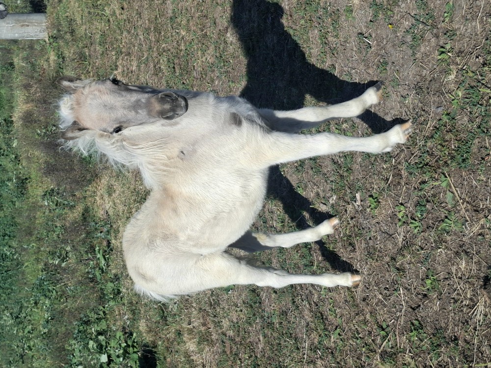 Minihorse klisnička s PP