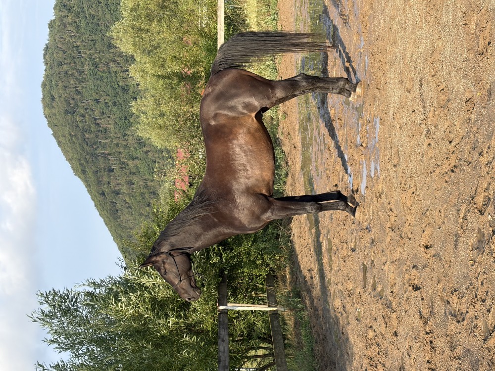 Pětiletý valach po Quaid FRH / Eibisch II, westf.