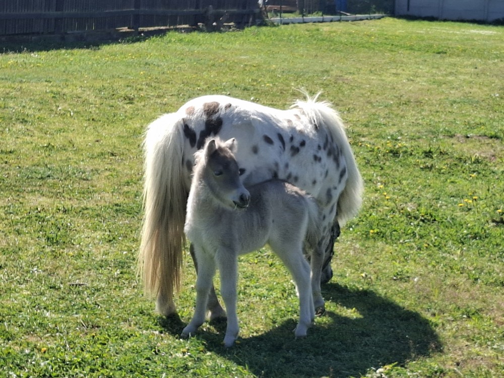 Minihorse klisnička