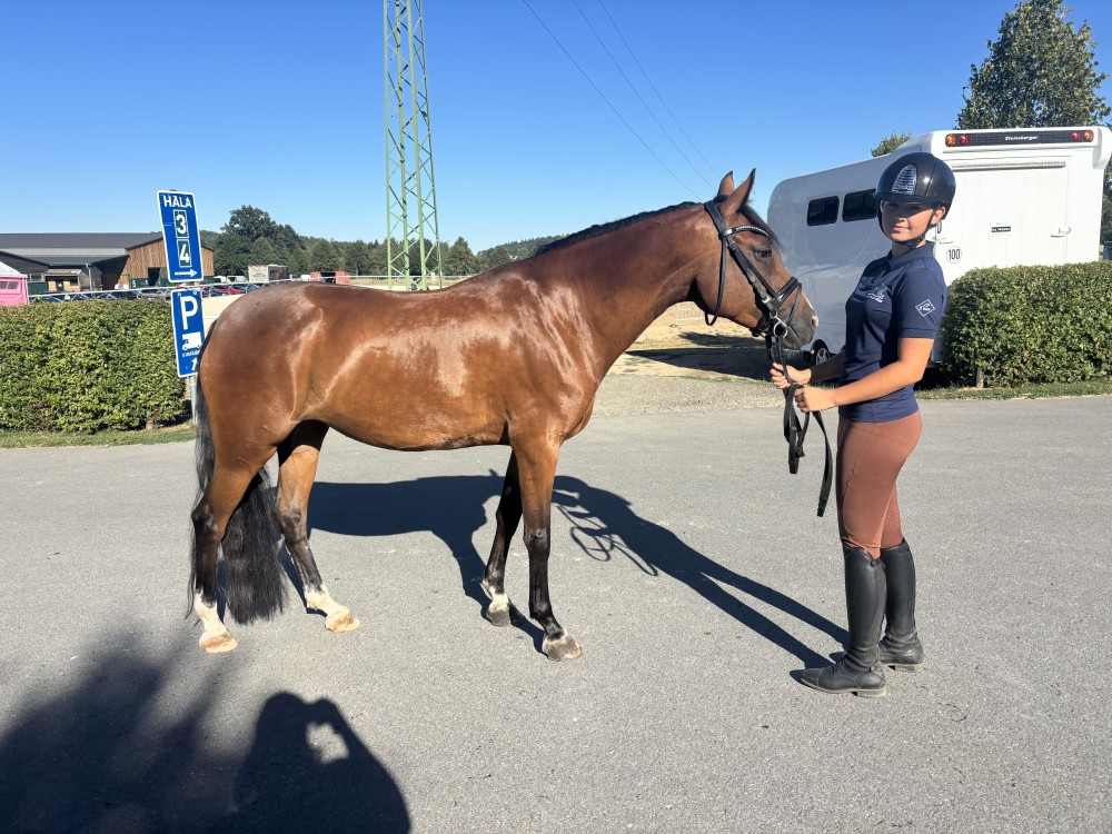 Sportovní líbivá pony klisna