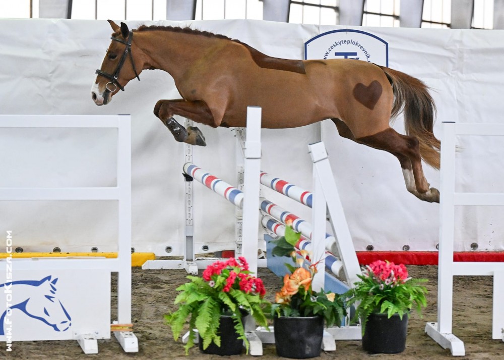 Pony kat. B