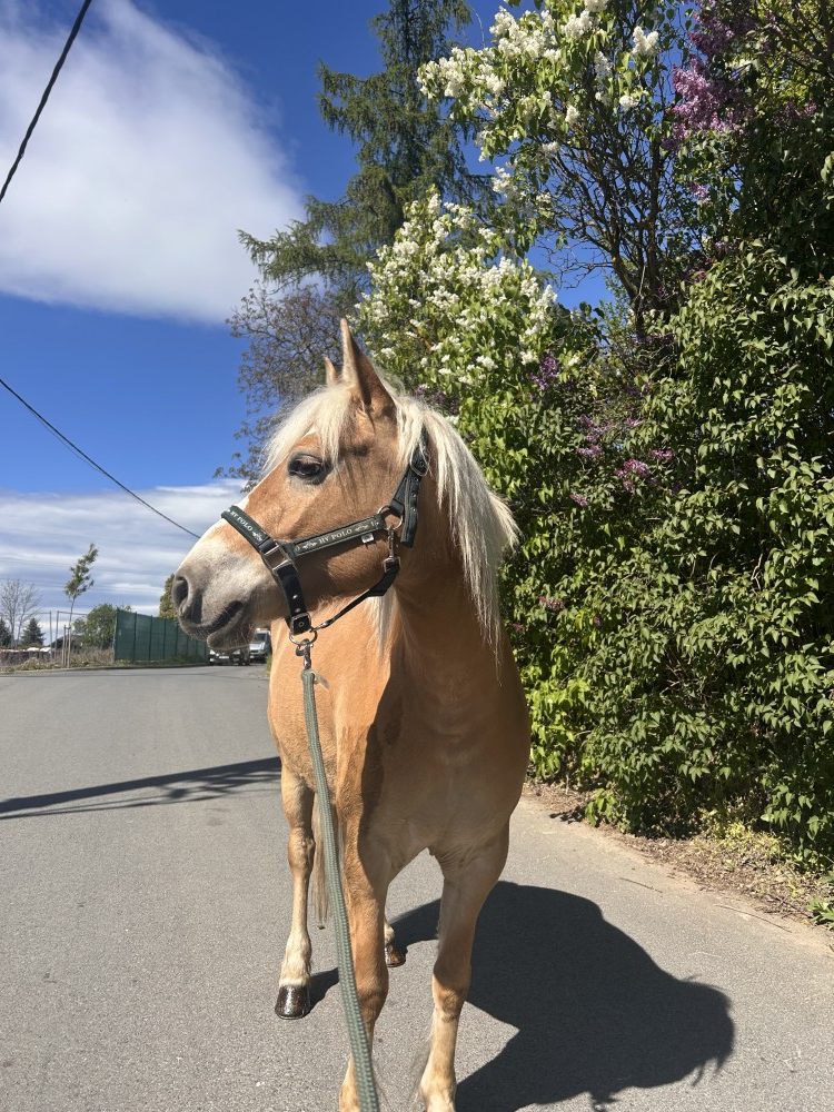 Klisna haflinga na prodej