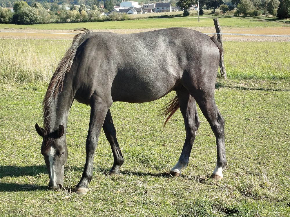 Cornet Obolensky x Diamant de Semily x Kannan 
