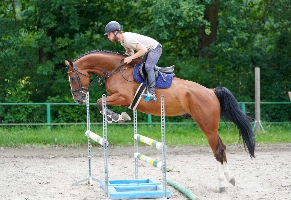 Atraktivní mladý kůň do parkuru nebo hobby ježdění