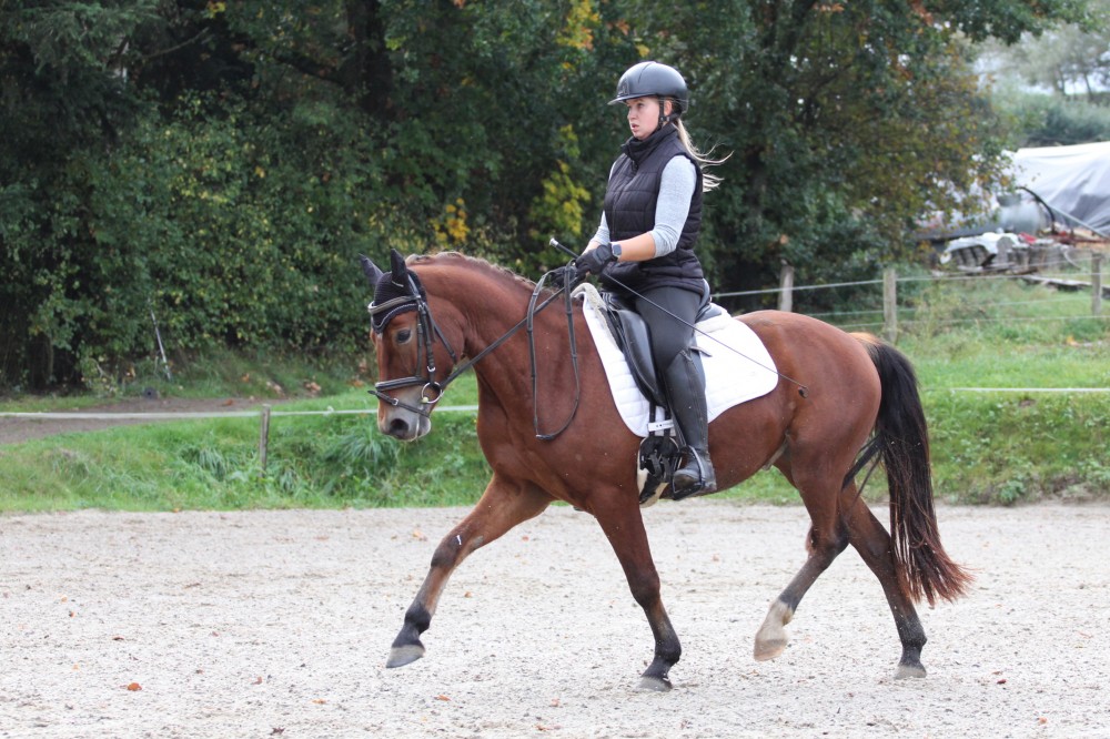 Prodám tříletého pony valacha po Trojice Empor
