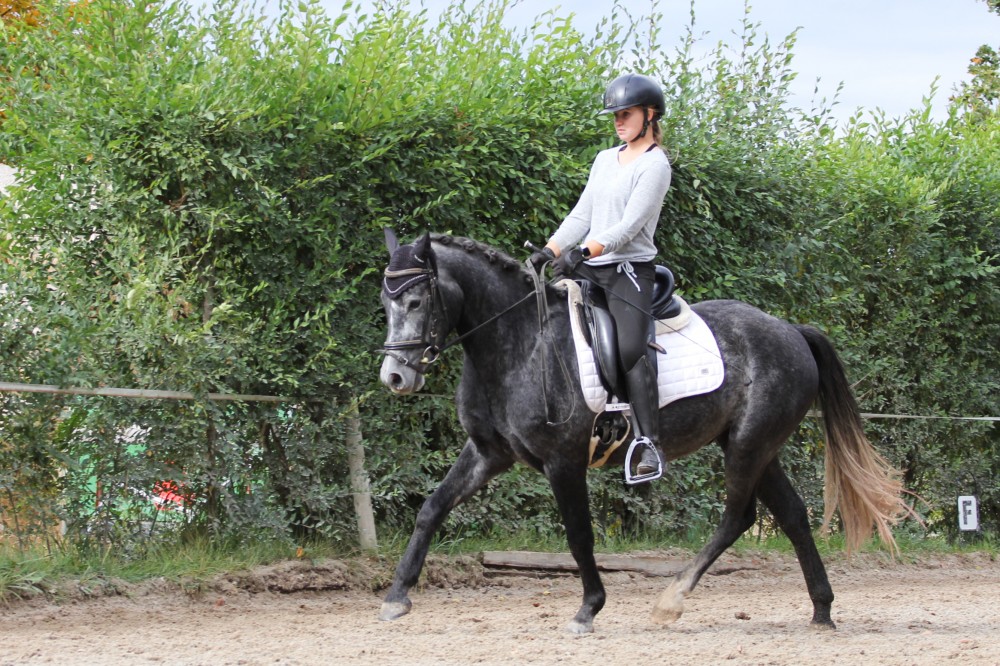 Prodám letos tříletého pony valacha po otci Trojice Empo
