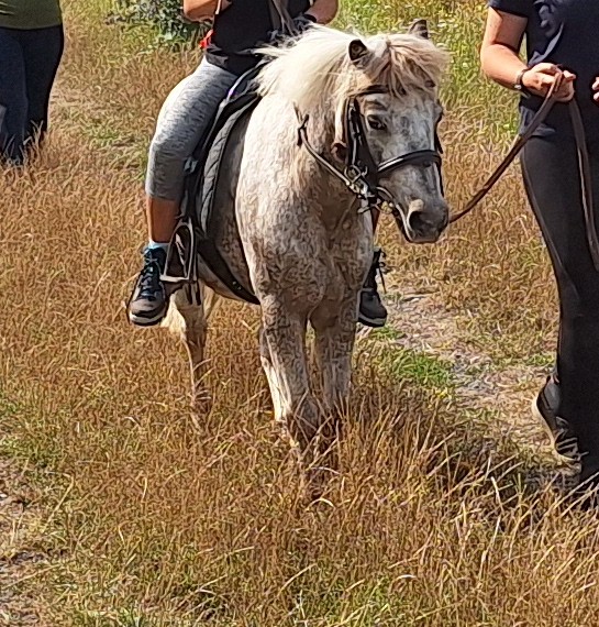 Hodná kobylka welsh pony, 14 let, jako společník