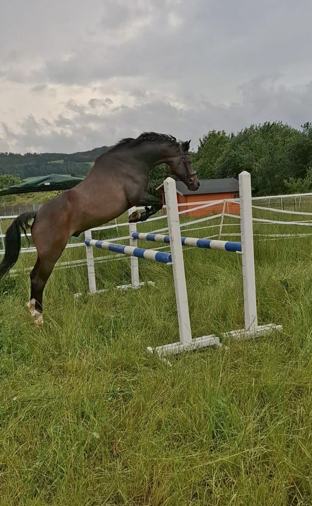 Na prodej sportovní pony Jordy – valach, KVH 142 cm