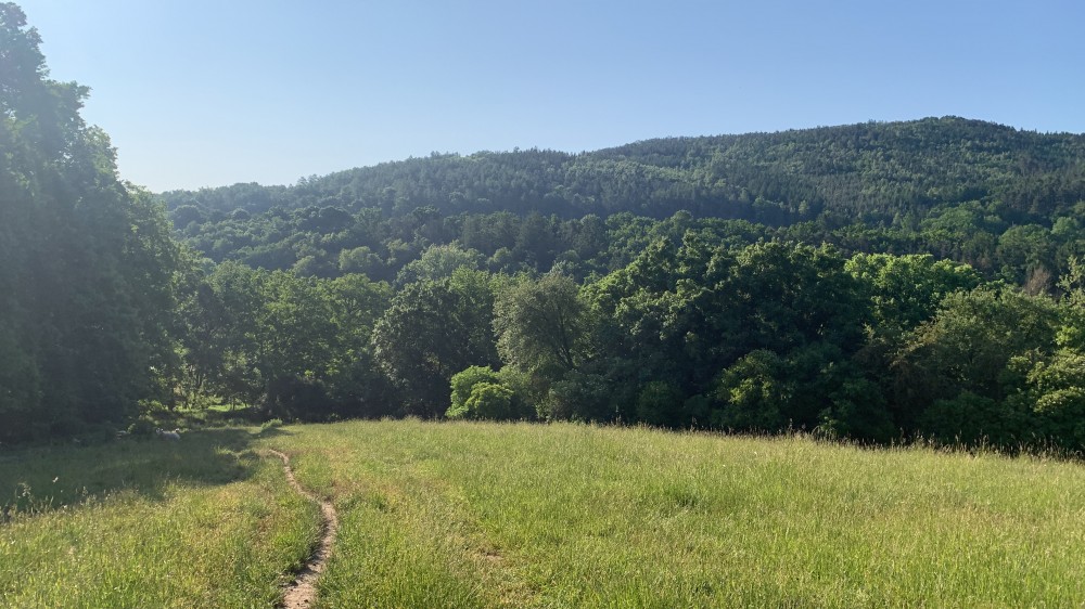 Pastevní ustájení koní – Nový Knín, 40 min z Prahy