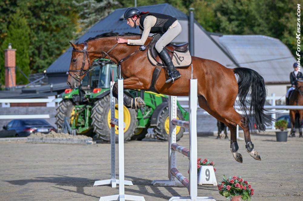5 letý valach AES po It´s Otto (linie Etoulon VDL)